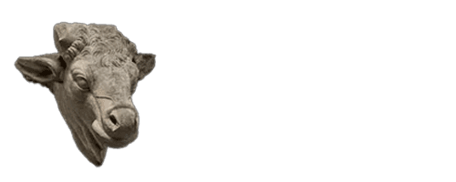 Peruvian Bull
